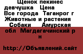 Щенок пекинес девчушка › Цена ­ 2 500 - Все города, Таганрог г. Животные и растения » Собаки   . Амурская обл.,Магдагачинский р-н